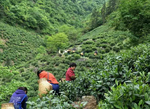 浙江省茶葉產(chǎn)業(yè)協(xié)會(huì)關(guān)于批準(zhǔn)發(fā)布《黃精茶》等兩項(xiàng)團(tuán)體標(biāo)準(zhǔn)的通知