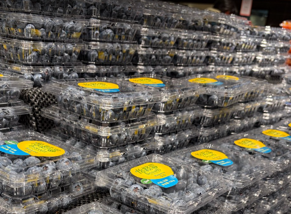 藍(lán)莓價格大跳水，深加工企業(yè)迎機(jī)遇