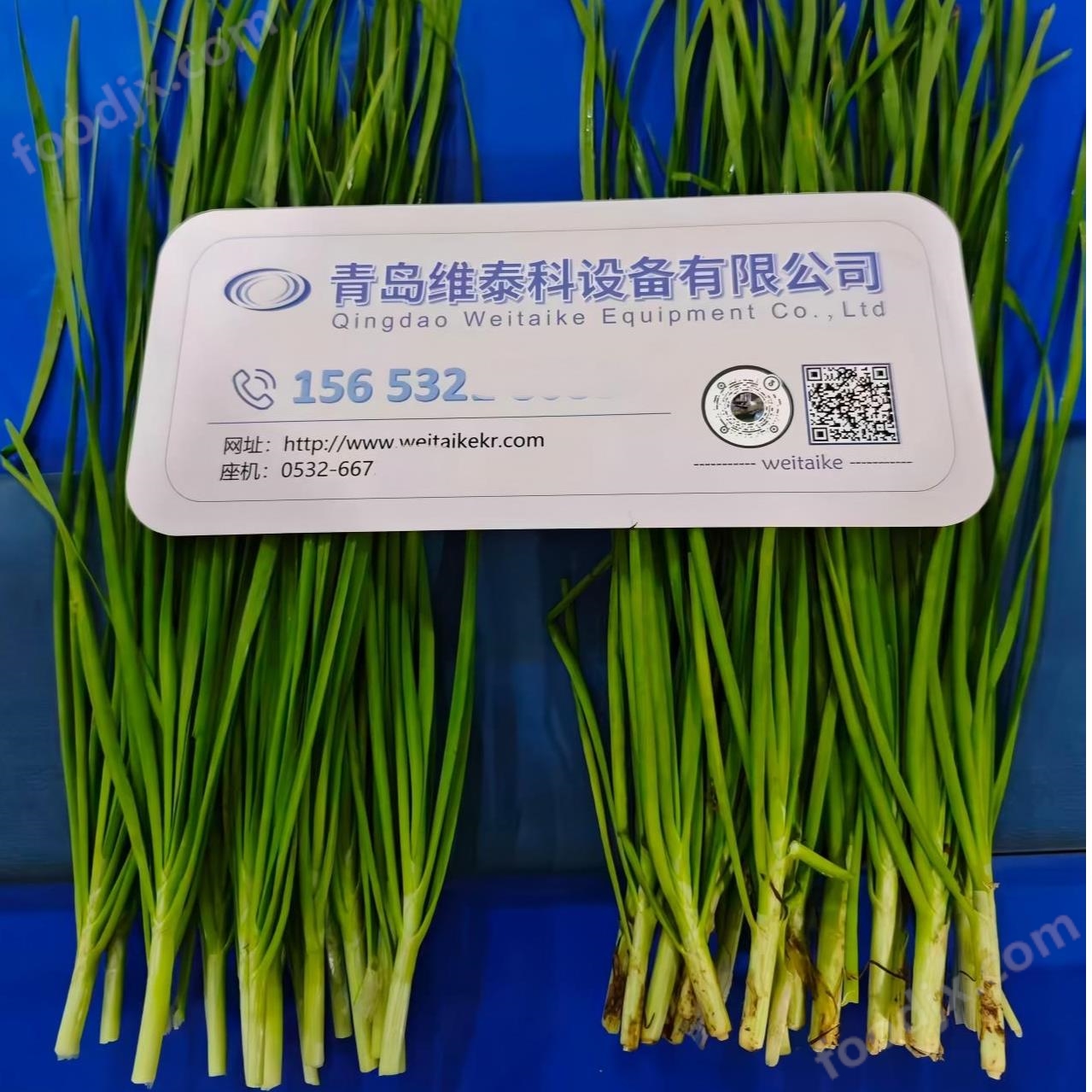 全自動蒜苗去皮機 凈菜加工設(shè)備